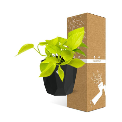 Epipremnum Pinnatum ‘Golden Pothos’ in 14cm b.for rock living black