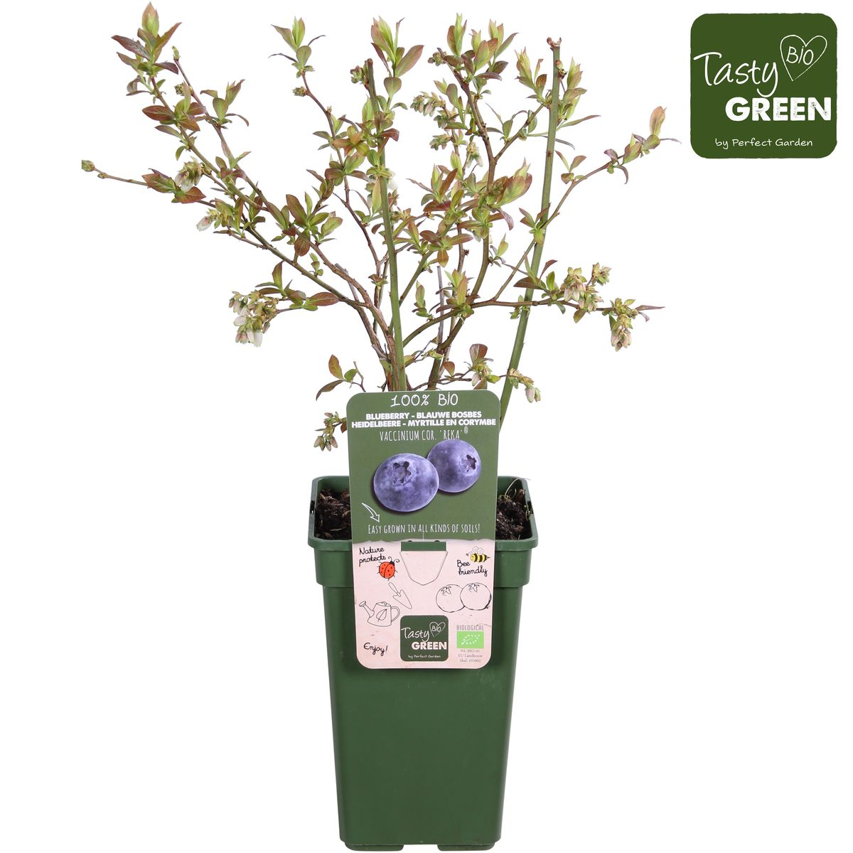 Vaccinium corymbosum 'Reka' - Ø13cm - ↕45cm