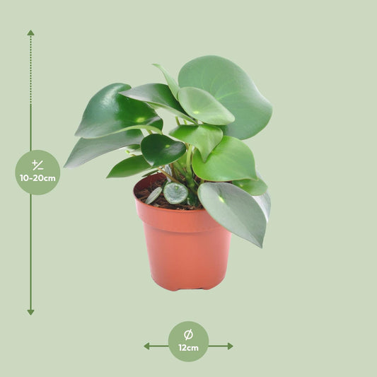 Peperomia Raindrop - Ø12cm - ↕20cm