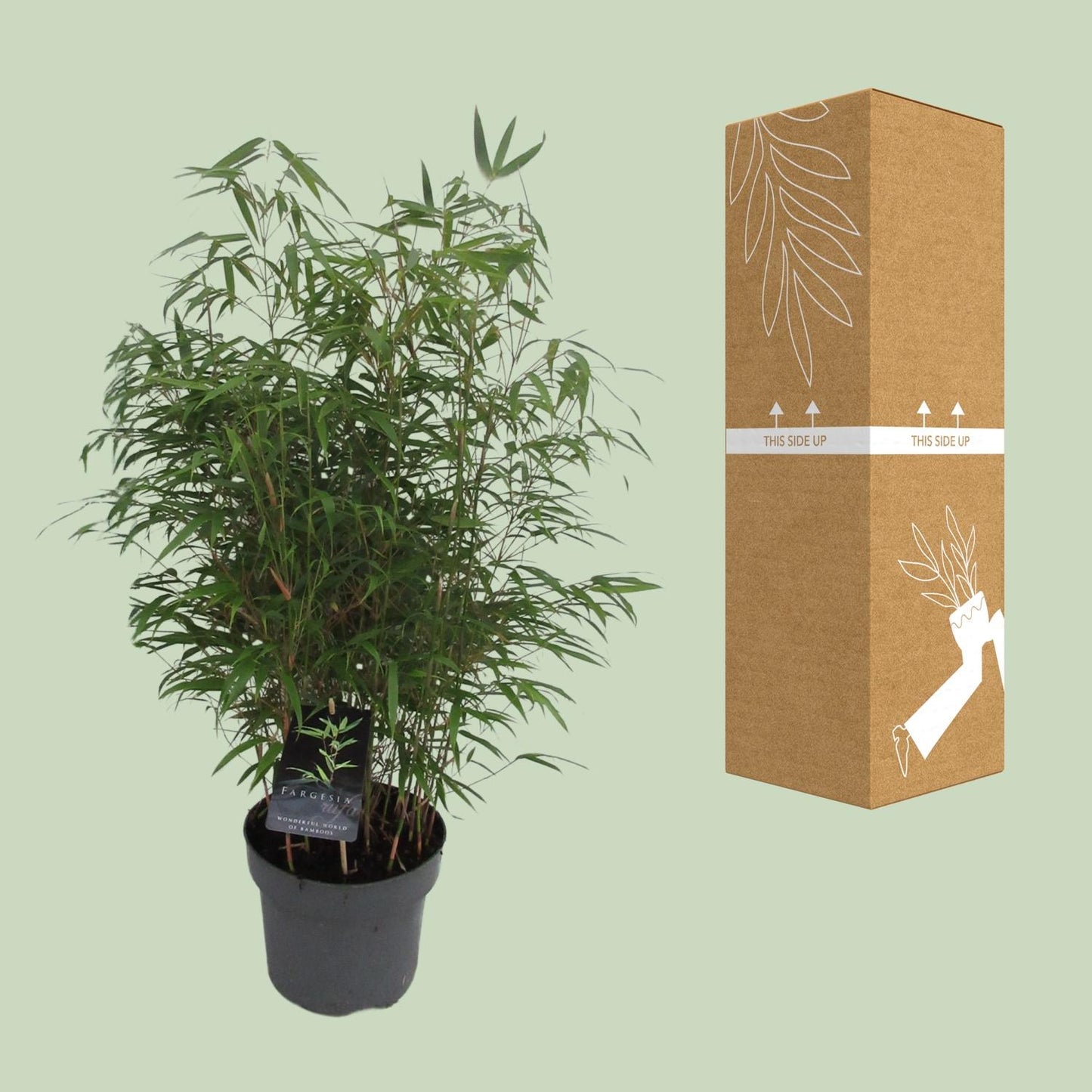 Fargesia Rufa C5 - Niet - Woekerende Bamboe - Ø23cm - ↕95cm