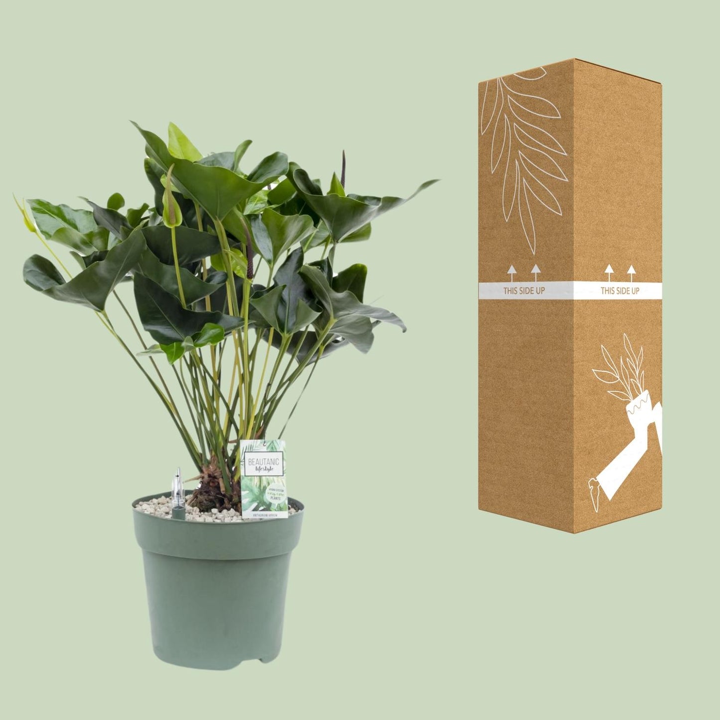 Anthurium Arrow - Ø30cm - ↕80cm