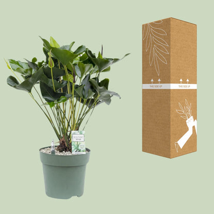Anthurium Arrow - Ø30cm - ↕80cm