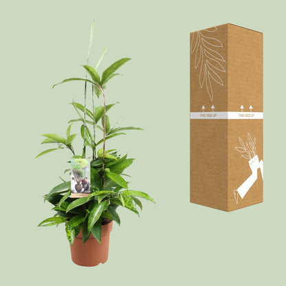 Dracaena Surculosa - Ø17cm - ↕55cm