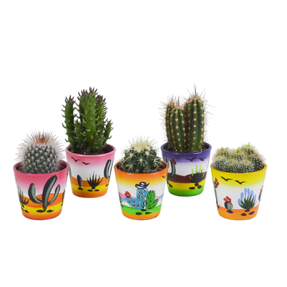 Kakteenmischung 5,5 cm - 5x - in Mexicaanse pot