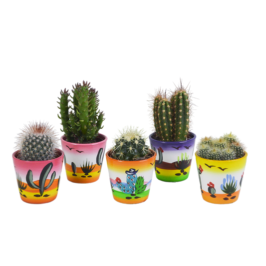 Kakteenmischung 5,5 cm - 5x - in Mexicaanse pot