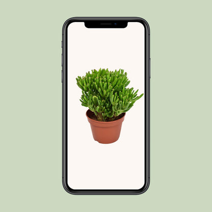 Crassula Hobbit - Ø15cm - ↕21cm