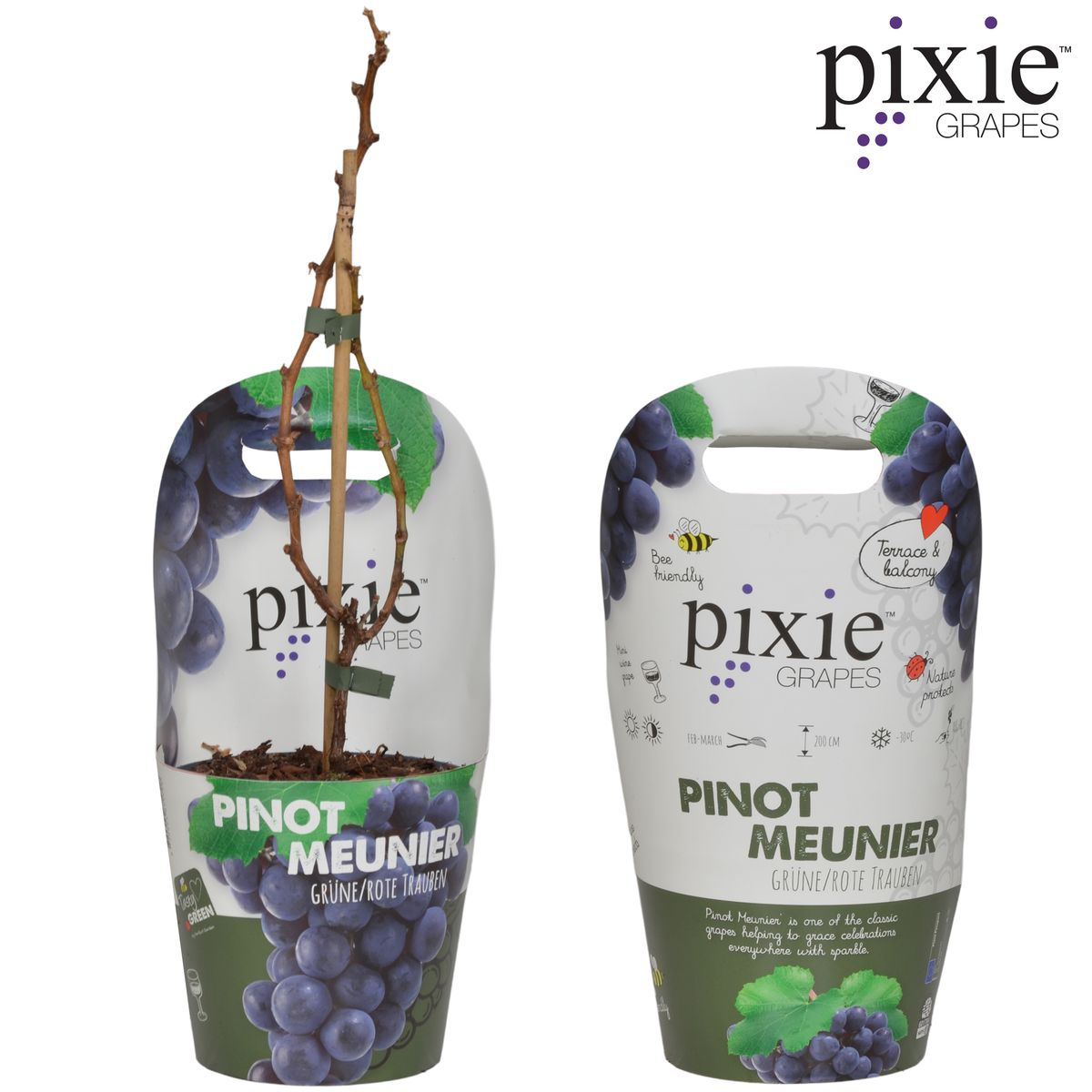 Vitis Pixie Pinot Noir - Ø21cm - ↕70cm - Ø14 - ↨30cm