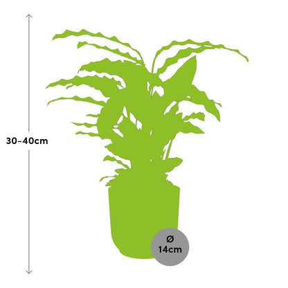 Calathea Rufibarba ‘Tropistar’ in ELHO Vibes Fold 14cm geel