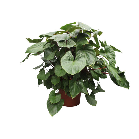 Homalomena Maggy – 170 cm Tropische Zimmerpflanze