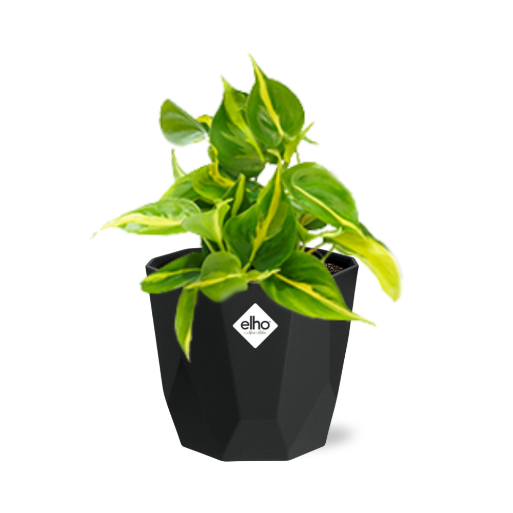 Philodendron Scandens ‘Brasil’ in 14cm b.for rock living black