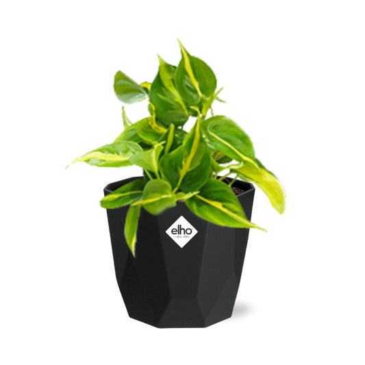Philodendron Scandens ‘Brasil’ in 14cm b.for rock living black