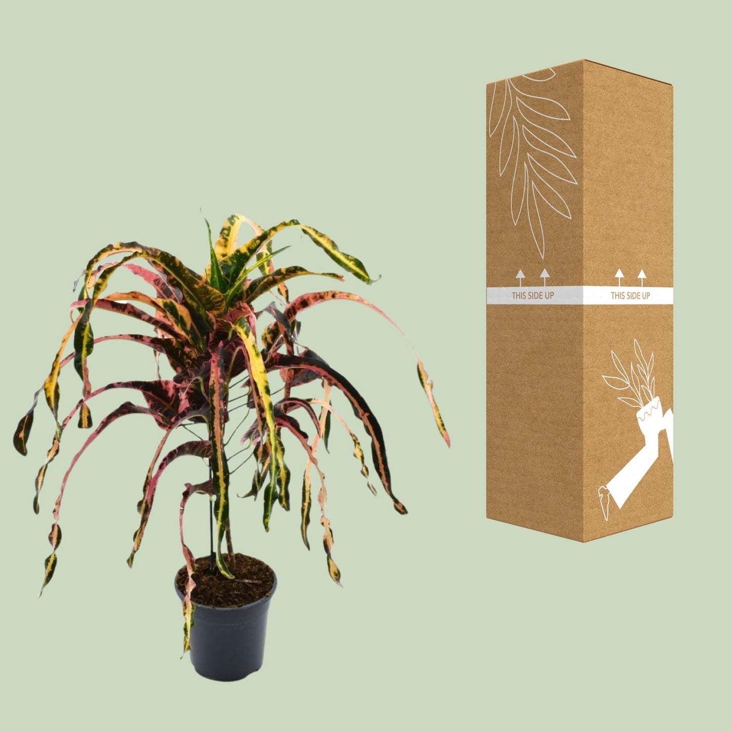 Croton Dreadlock P19 - Ø19cm - ↕85cm