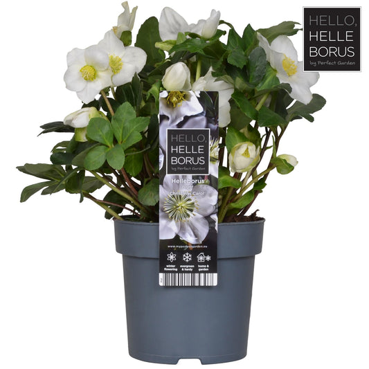 Helleborus Niger Christmas Carol (XL) P14 - Ø14cm - ↕30cm