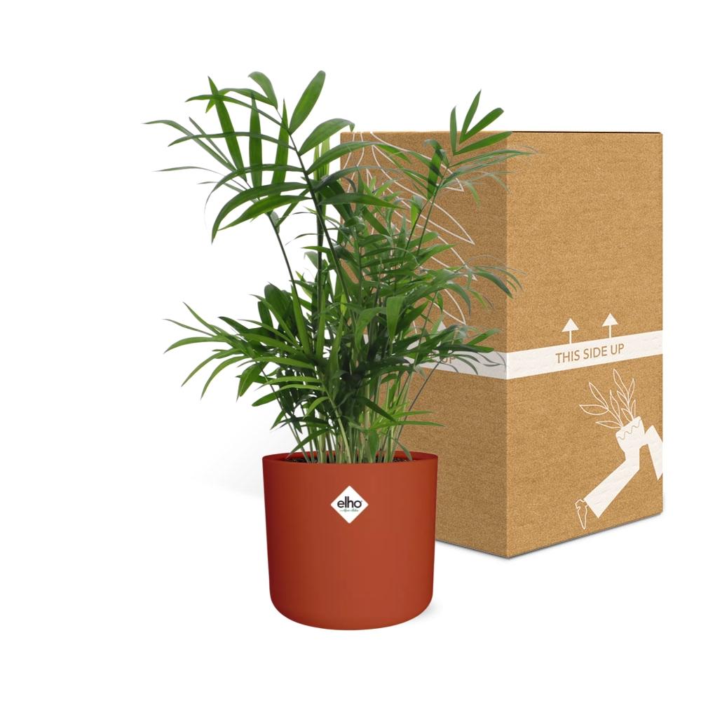 Chamaedorea in ELHO b.for soft rond 14cm brique