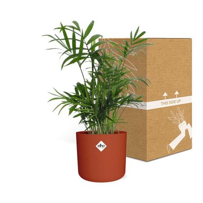 Chamaedorea in ELHO b.for soft rond 14cm brique