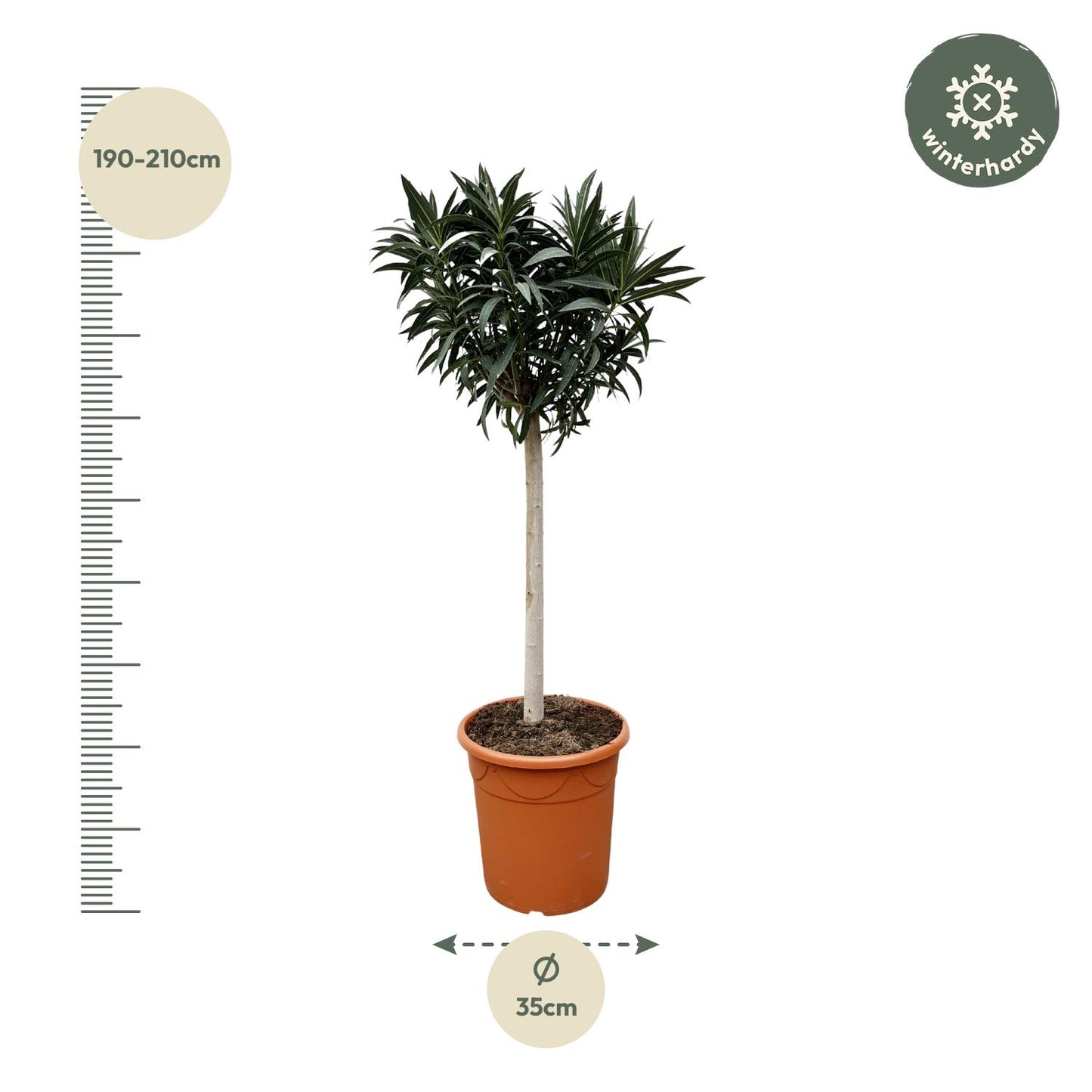 Oleander am Stamm Rosa – 200 cm Mediterrane Kübelpflanze