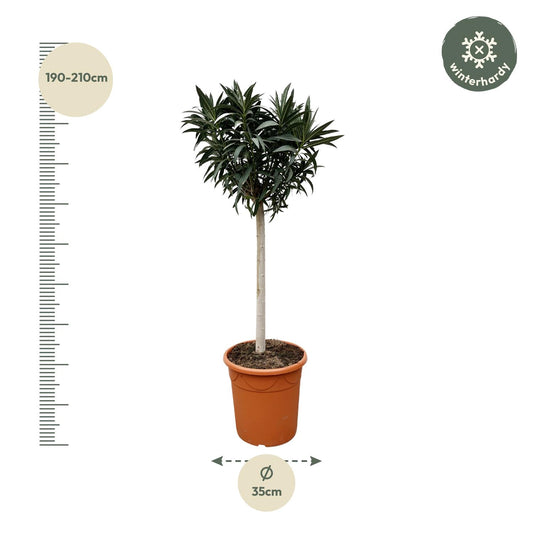 Oleander am Stamm Rosa – 200 cm Mediterrane Kübelpflanze