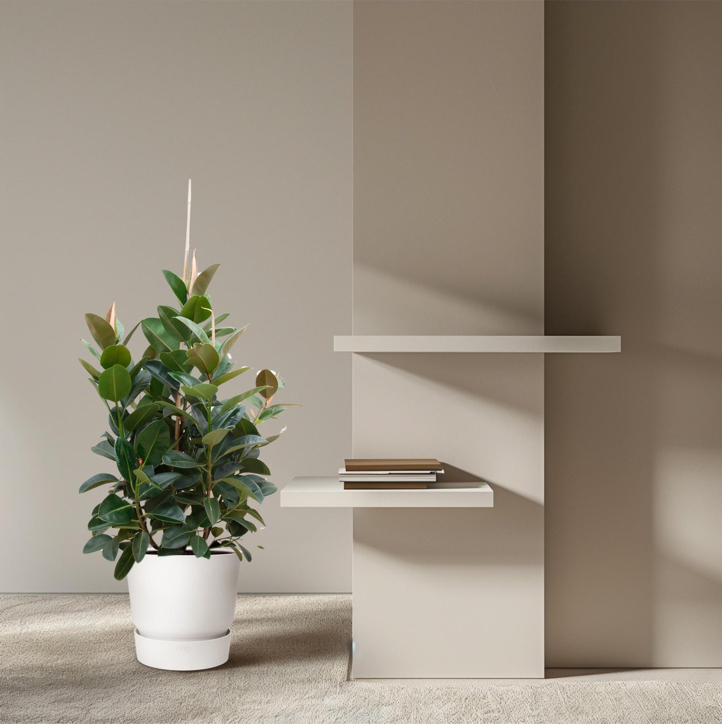 Gummibaum 'Robusta' Verzweigt – 150 cm Zimmerpflanze