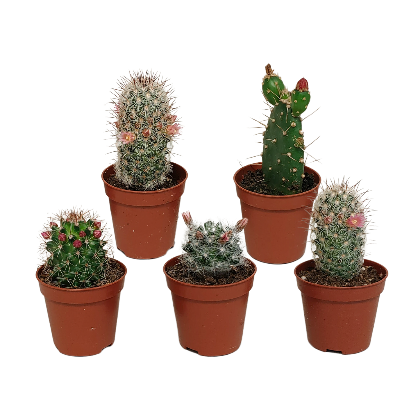 Blühender Kakteen Mix – 5er Set im 5,5 cm Topf