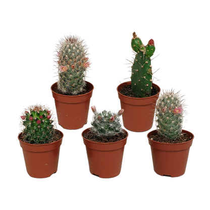Blühender Kakteen Mix – 5er Set im 5,5 cm Topf