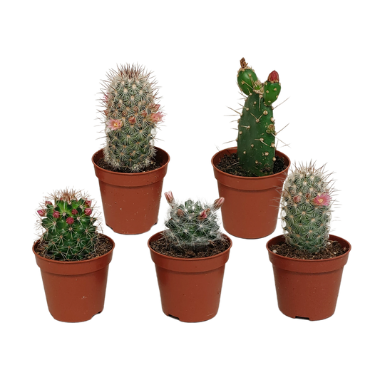 Blühender Kakteen Mix – 5er Set im 5,5 cm Topf