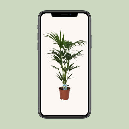 Howea forsteriana - Ø21cm - ↕120cm - Ø21 - ↨120cm