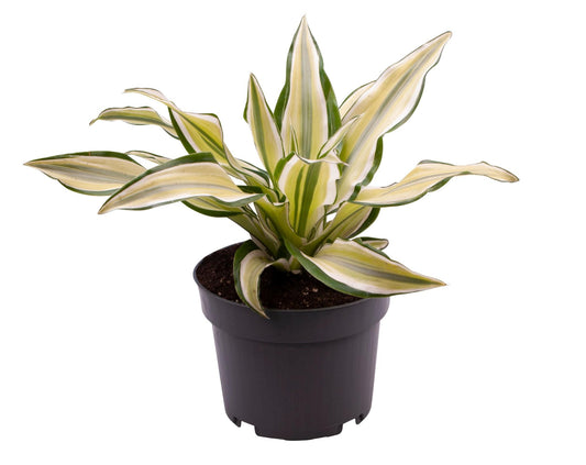 Dracaena Malaika - Ø12 ↕22