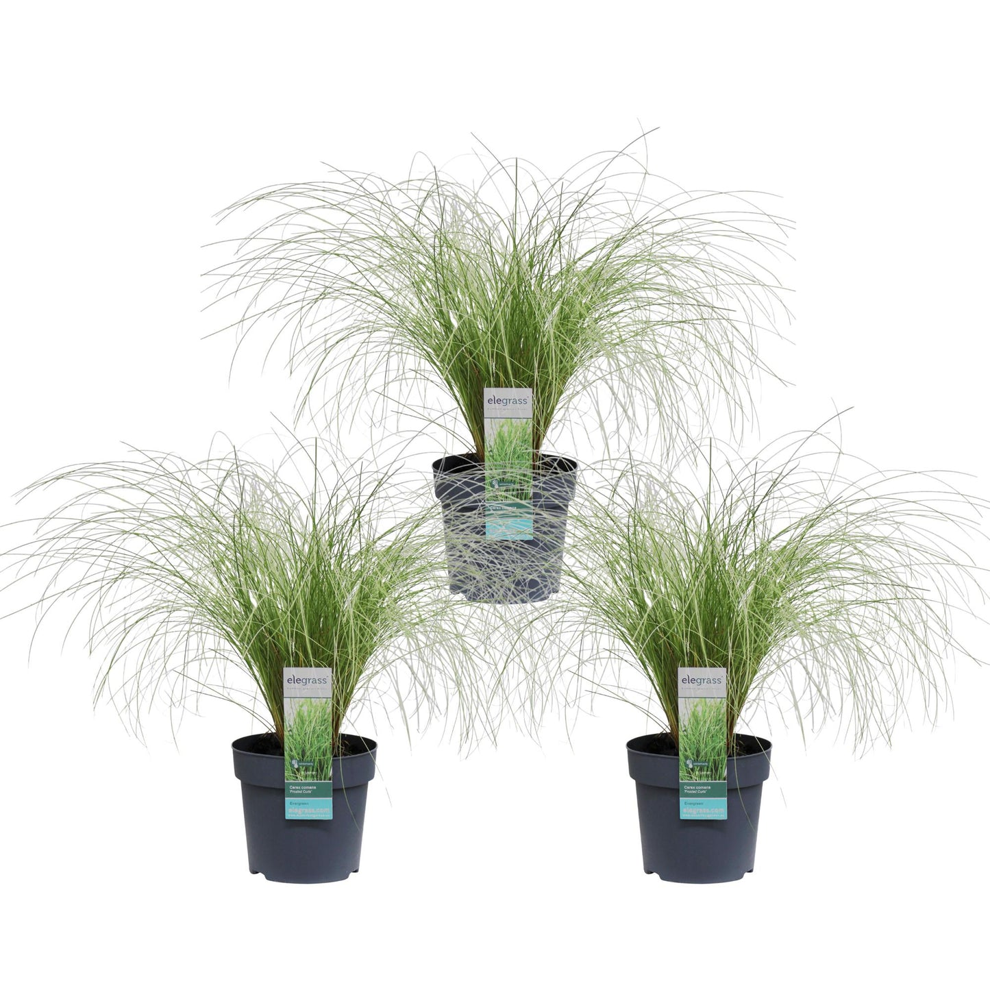 3x - Carex comans 'Frosted Curls' - ↨30cm - Ø14