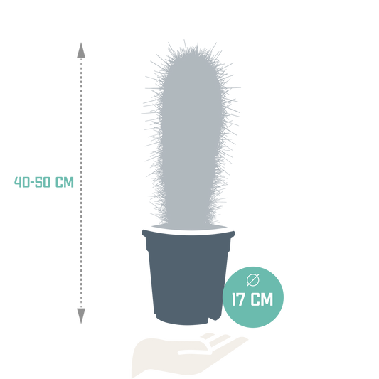 Pachycereus pringlei - 17cm - zonder pot