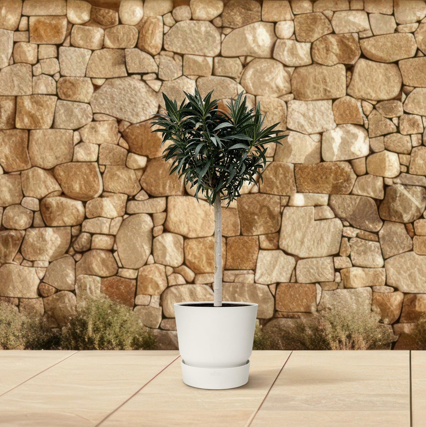 Oleander am Stamm 200 cm – Weiße Blütenpracht für Balkon & Terrasse