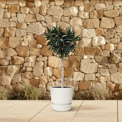 Oleander am Stamm 200 cm – Weiße Blütenpracht für Balkon & Terrasse