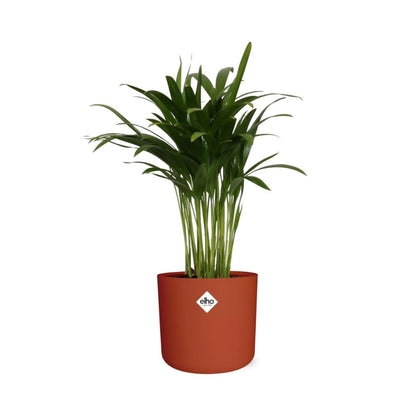 Areca Palm in ELHO b.for soft rond 14cm brique