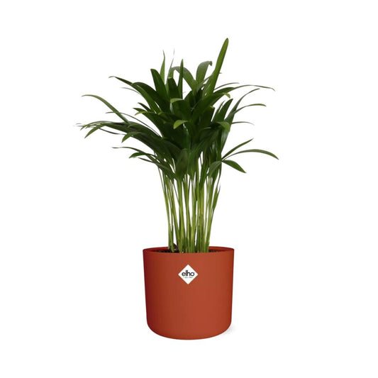 Areca Palm in ELHO b.for soft rond 14cm brique