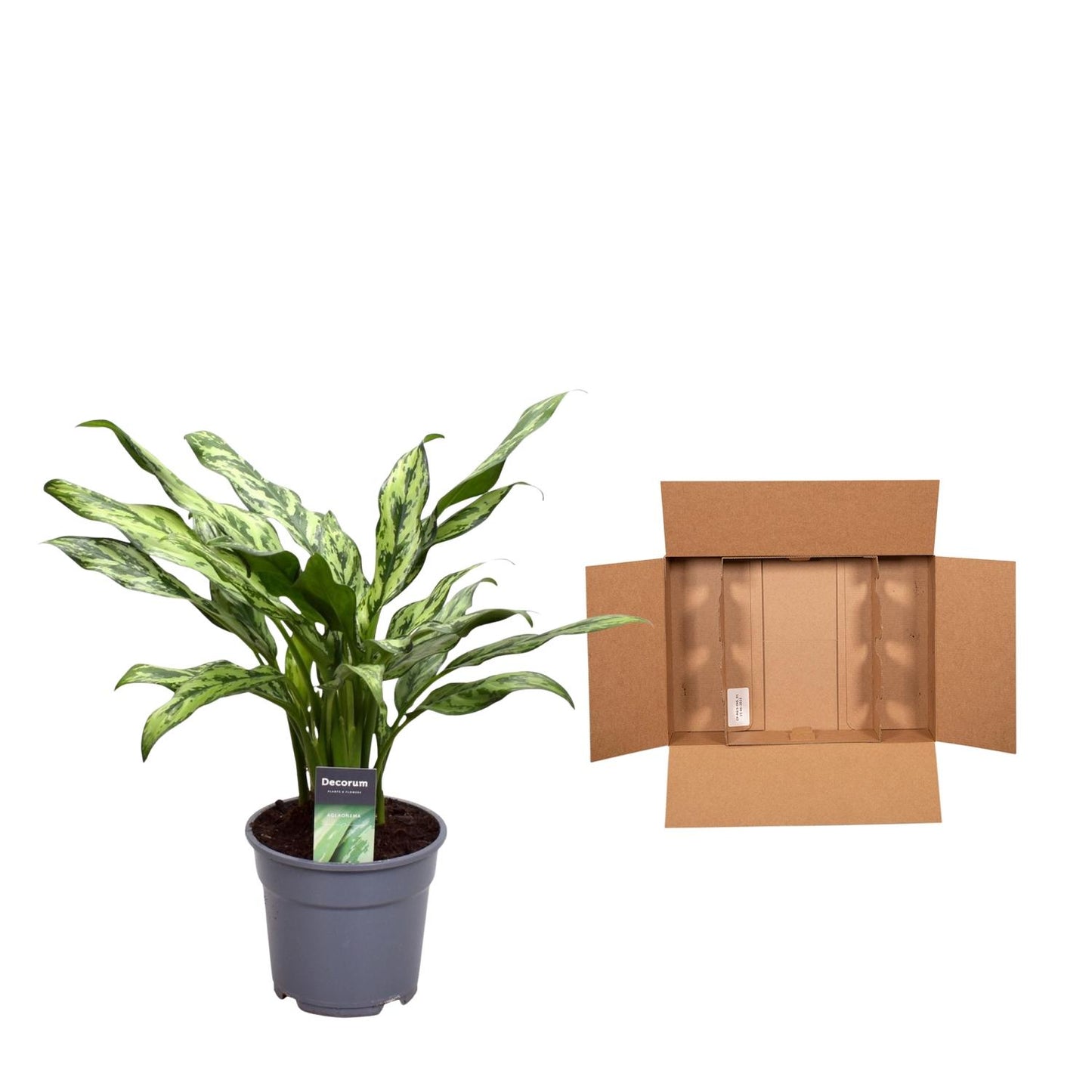 Kolbenfaden Juliette – Stilvolle und pflegeleichte Zimmerpflanze 40 cm