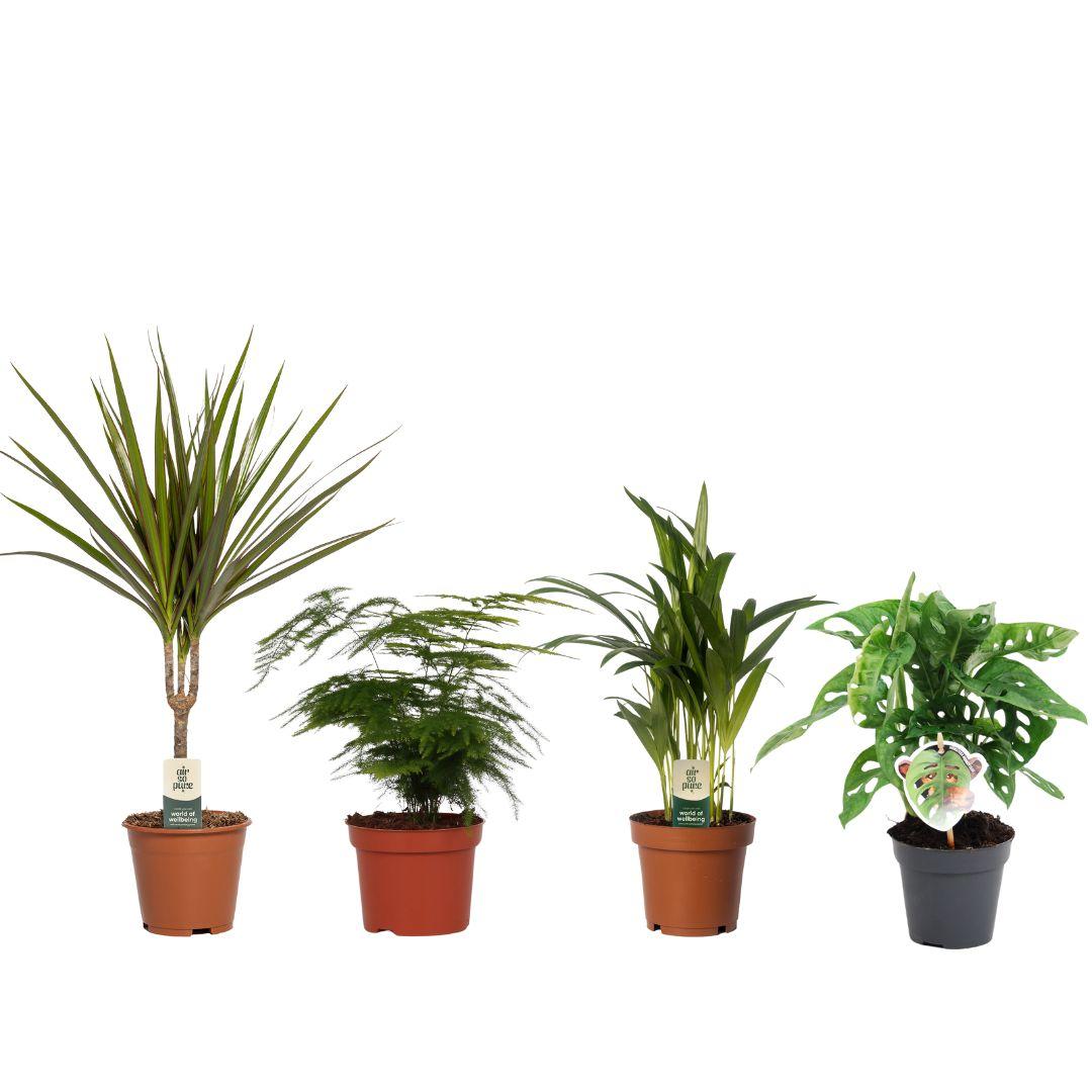 Budget mix - 4 stuks - Ø12/14cm - ↕20/50cm
