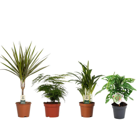 Budget mix - 4 stuks - Ø12/14cm - ↕20/50cm