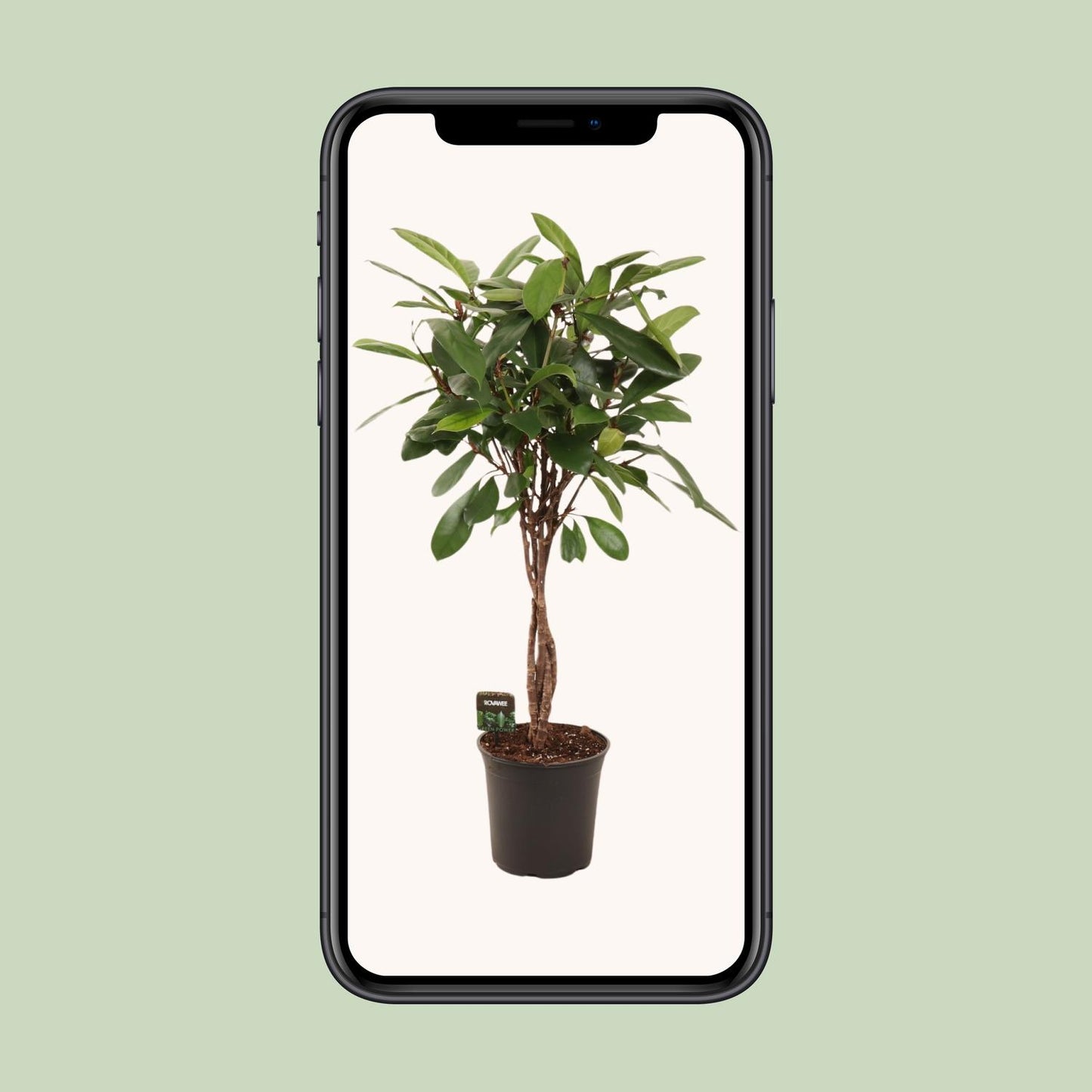 Ficus Cyathistipula - Ø24cm - ↕110cm