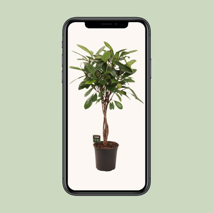 Ficus Cyathistipula - Ø24cm - ↕110cm