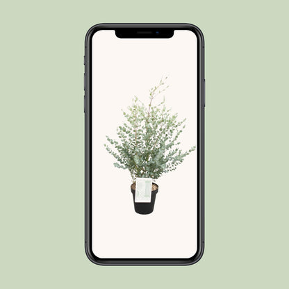 Eucalyptus Gunni - Ø23cm - ↕75cm