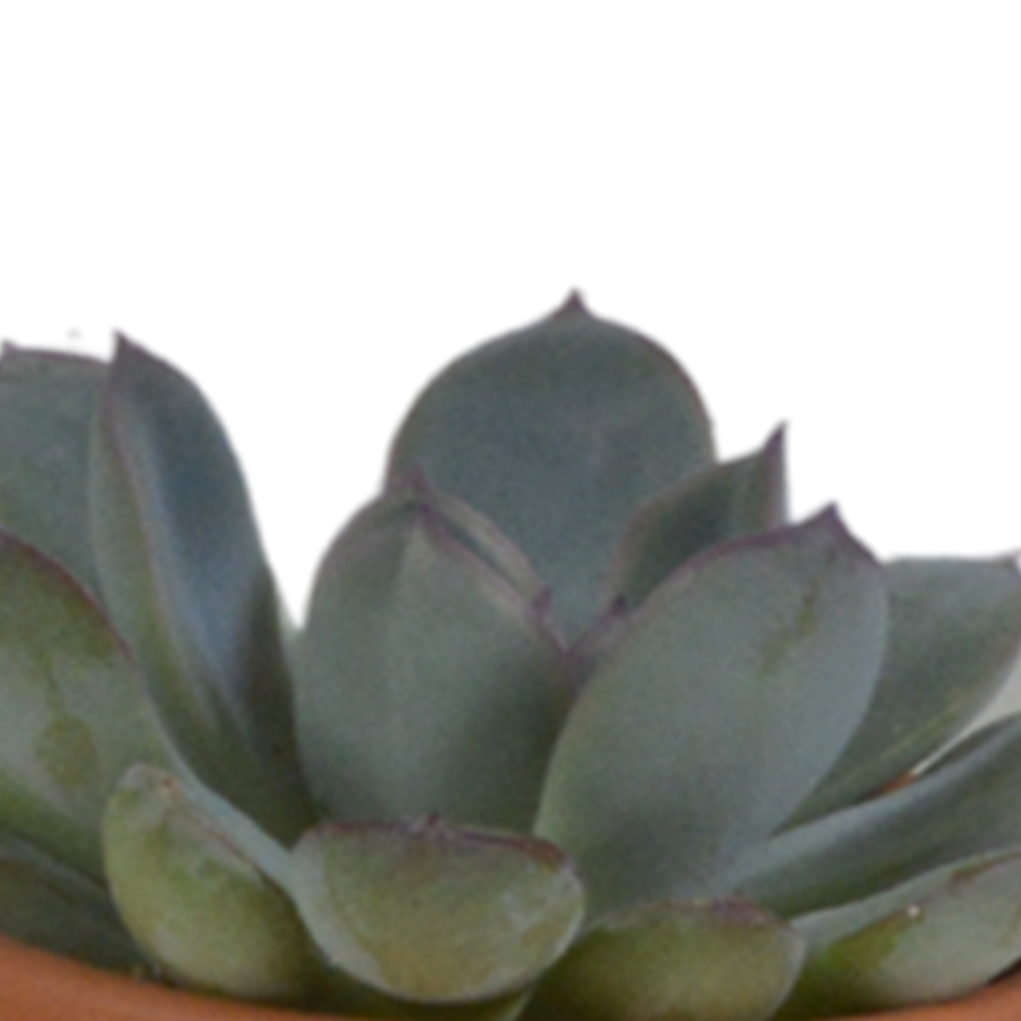 Vetplanten-Mischung 5,5 cm - 5x - in terracotta pot