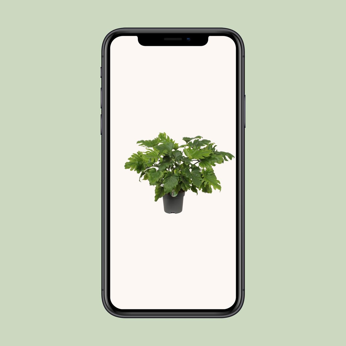 Philodendron Xanadu - Ø21cm - ↕60cm