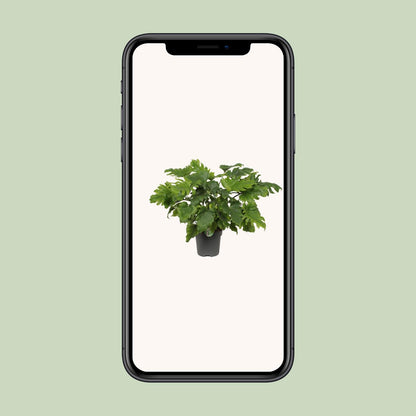 Philodendron Xanadu - Ø21cm - ↕60cm