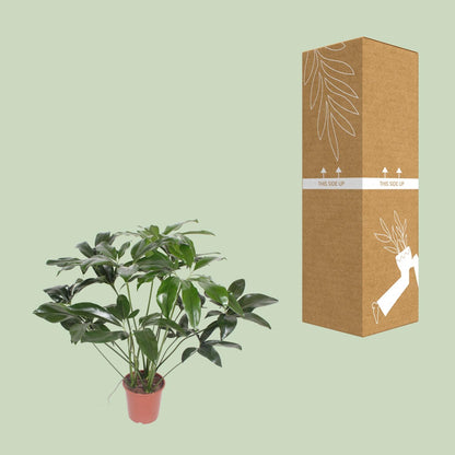 Philodendron Green Wonder - Ø27cm - ↕90cm