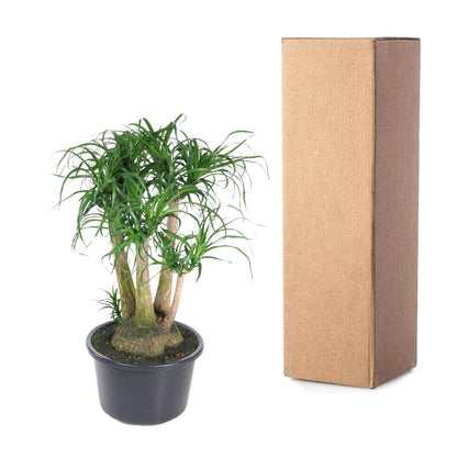 Elefantenfuß 110 cm – Exotische, pflegeleichte Zimmerpflanze