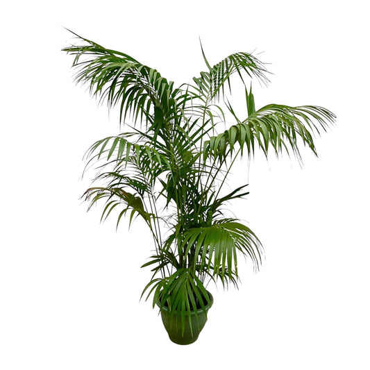Kentia Palme XXL – Elegante Zimmerpflanze 260 cm