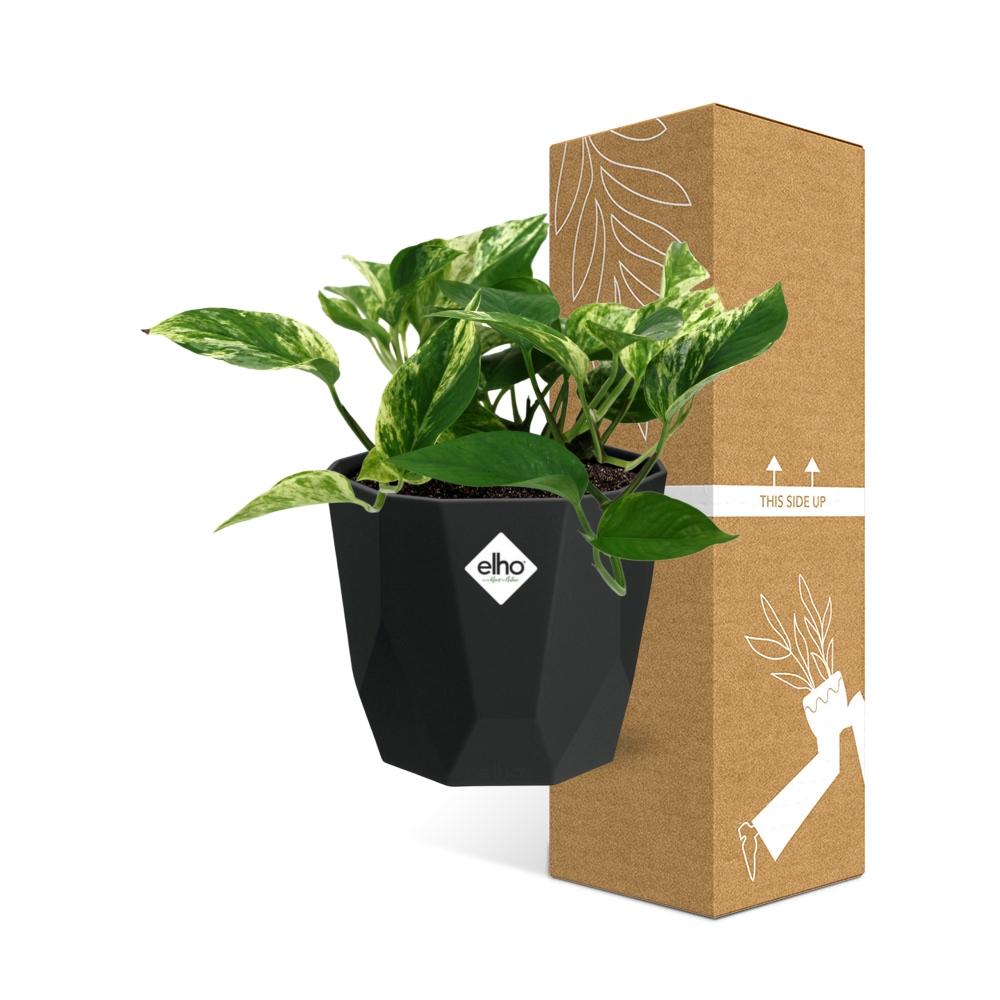 Scindapsus (Epipremnum) Marble Queen in 14cm b.for rock living black