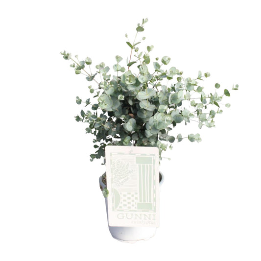 Eucalyptus - Ø17cm - ↕45cm