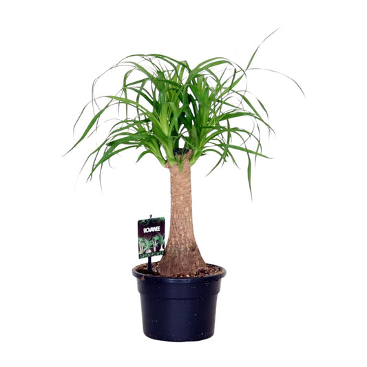 Beaucarnea Nolina - Ø17cm - ↕50cm