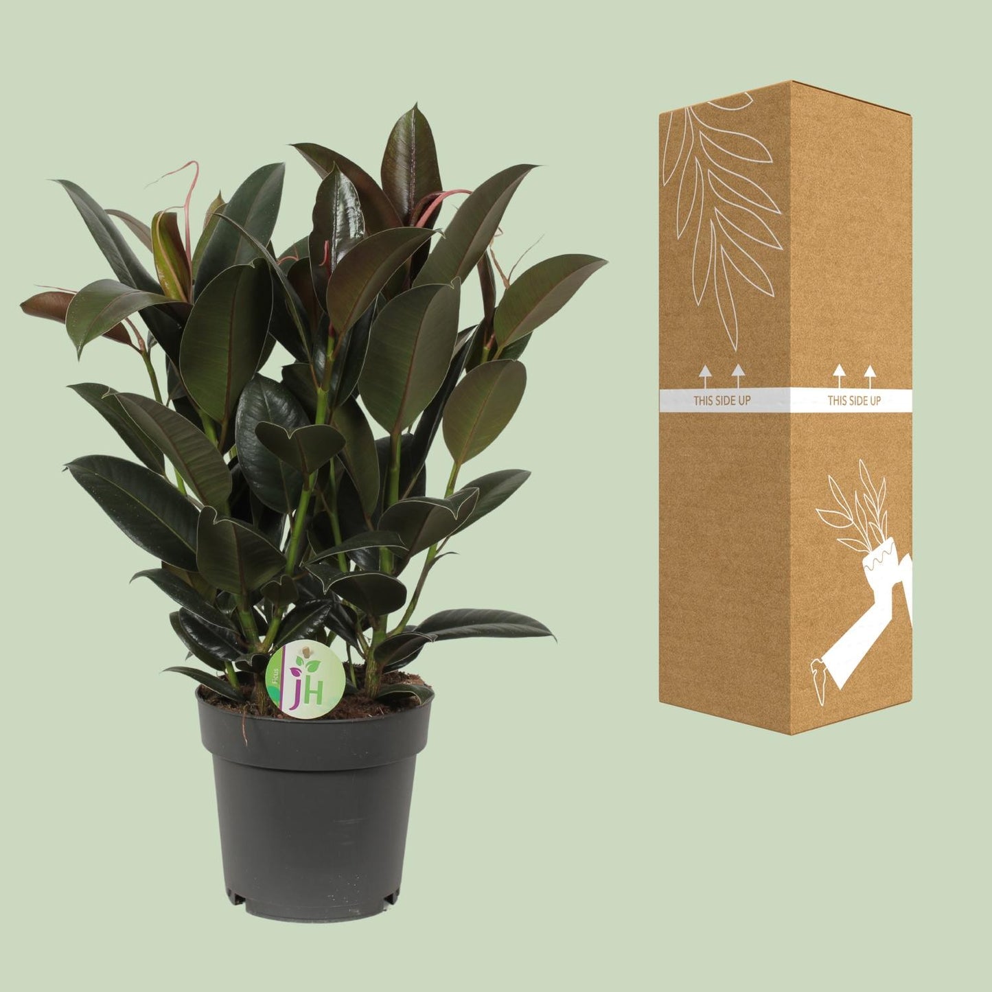 Ficus Melany - Ø19cm - ↕65cm