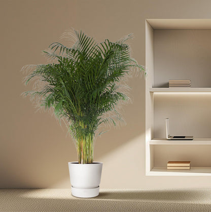 Goldfruchtpalme 200 cm – Tropische Areca-Palme für Innen & Außen